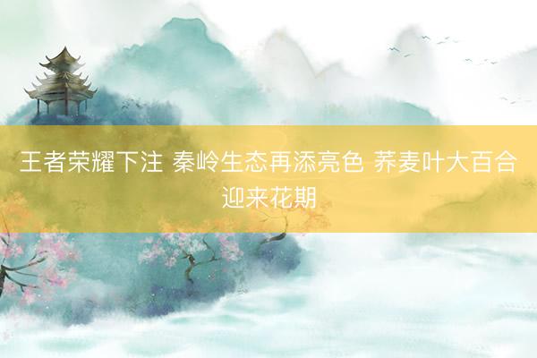 王者荣耀下注 秦岭生态再添亮色 荞麦叶大百合迎来花期